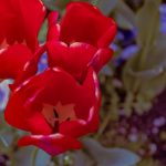 Тюльпаны: как создать яркую атмосферу с помощью красивых цветов